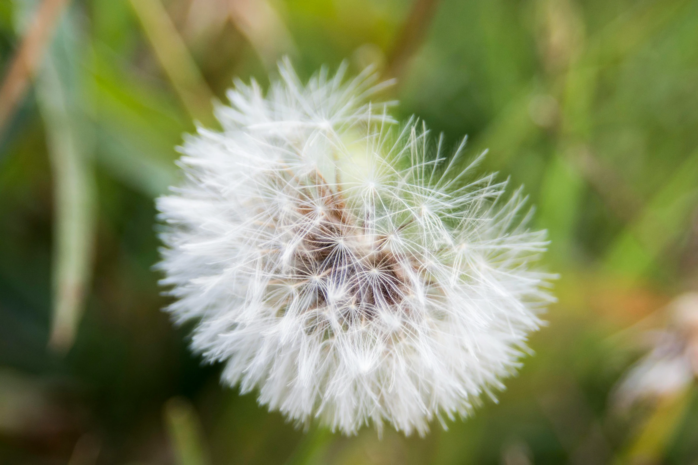 a dandelion looking at the camera in an urban park