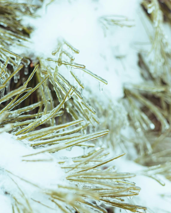 a pine tree in the snow with its needles exposed