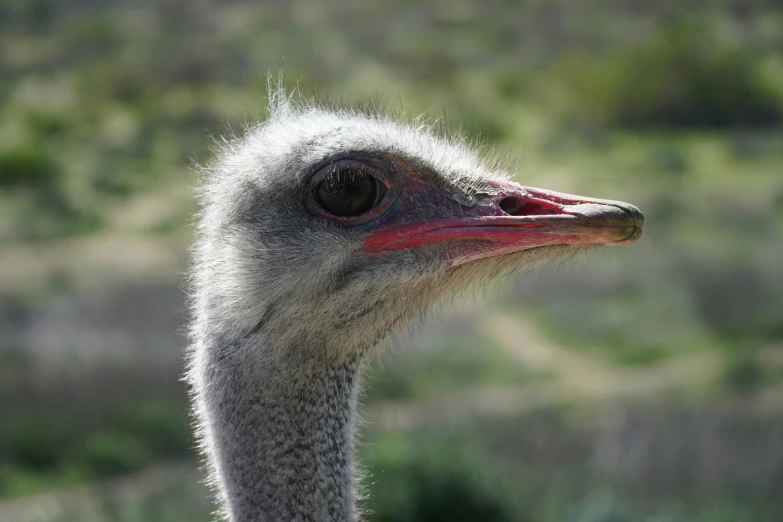 a close - up of a close up of an ostrich's head