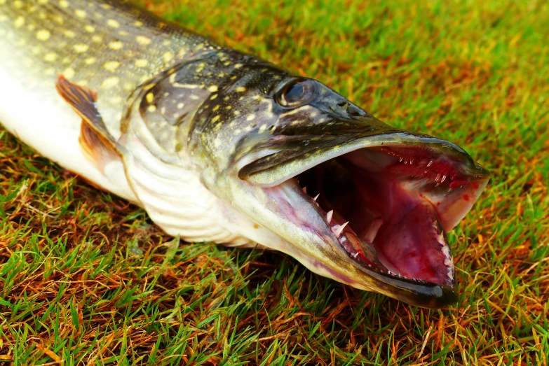 a dead fish with a large open mouth in the grass