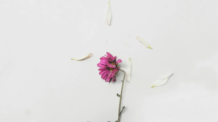 a single flower sticking out of the side of a white surface