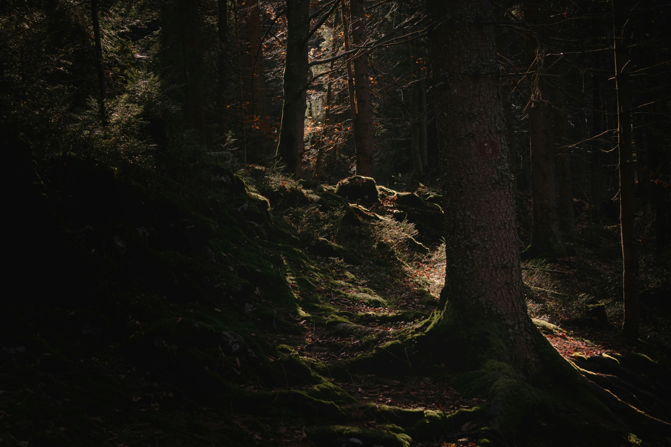 sunlight streaming through the leaves on the trees in a forested area