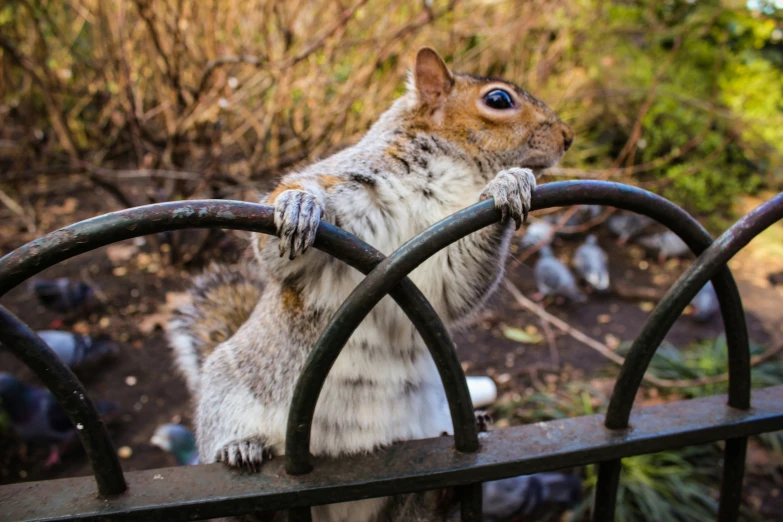 a little chipper is standing in a metal fence