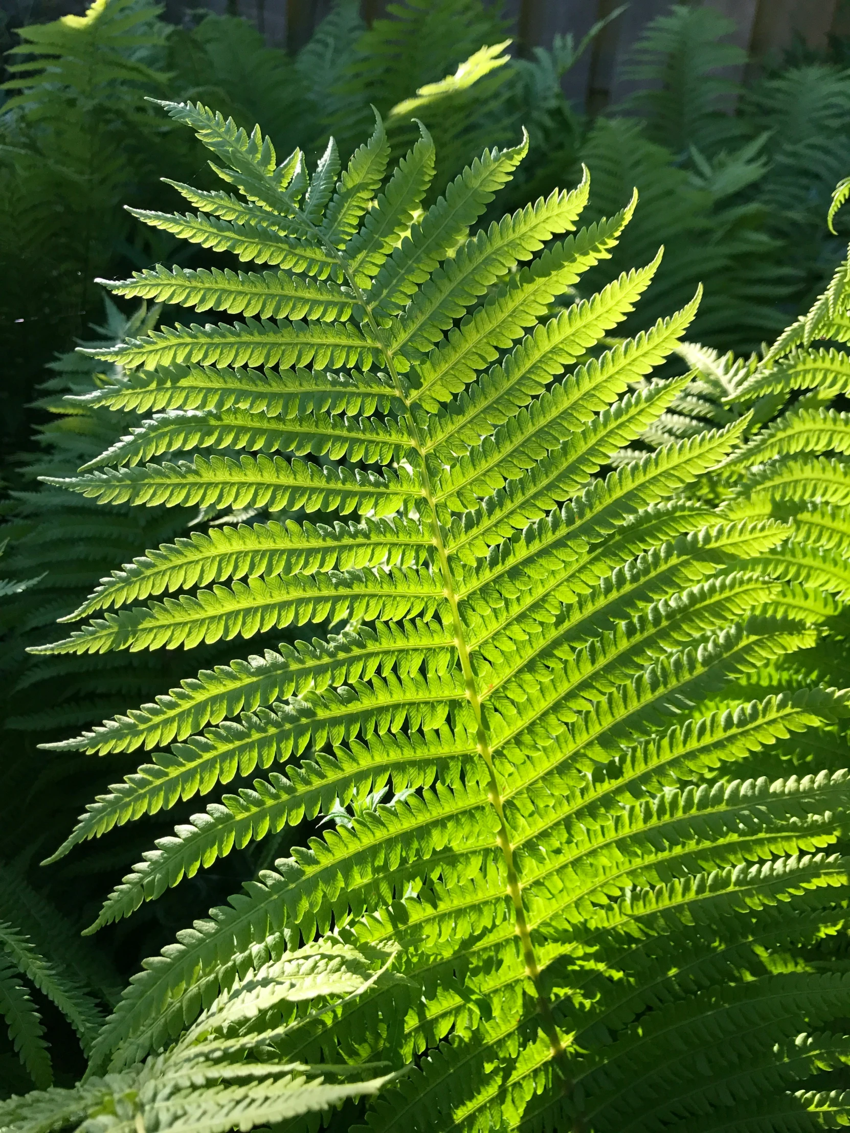 a leafy green plant with a white stripe in the background