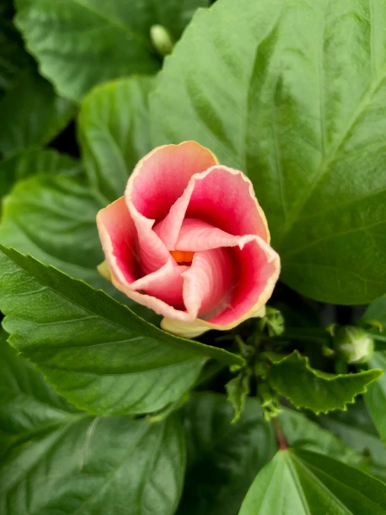 a flower is blooming in the midst of green leaves