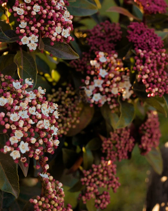 small purple flowers adorn a bush with green leaves