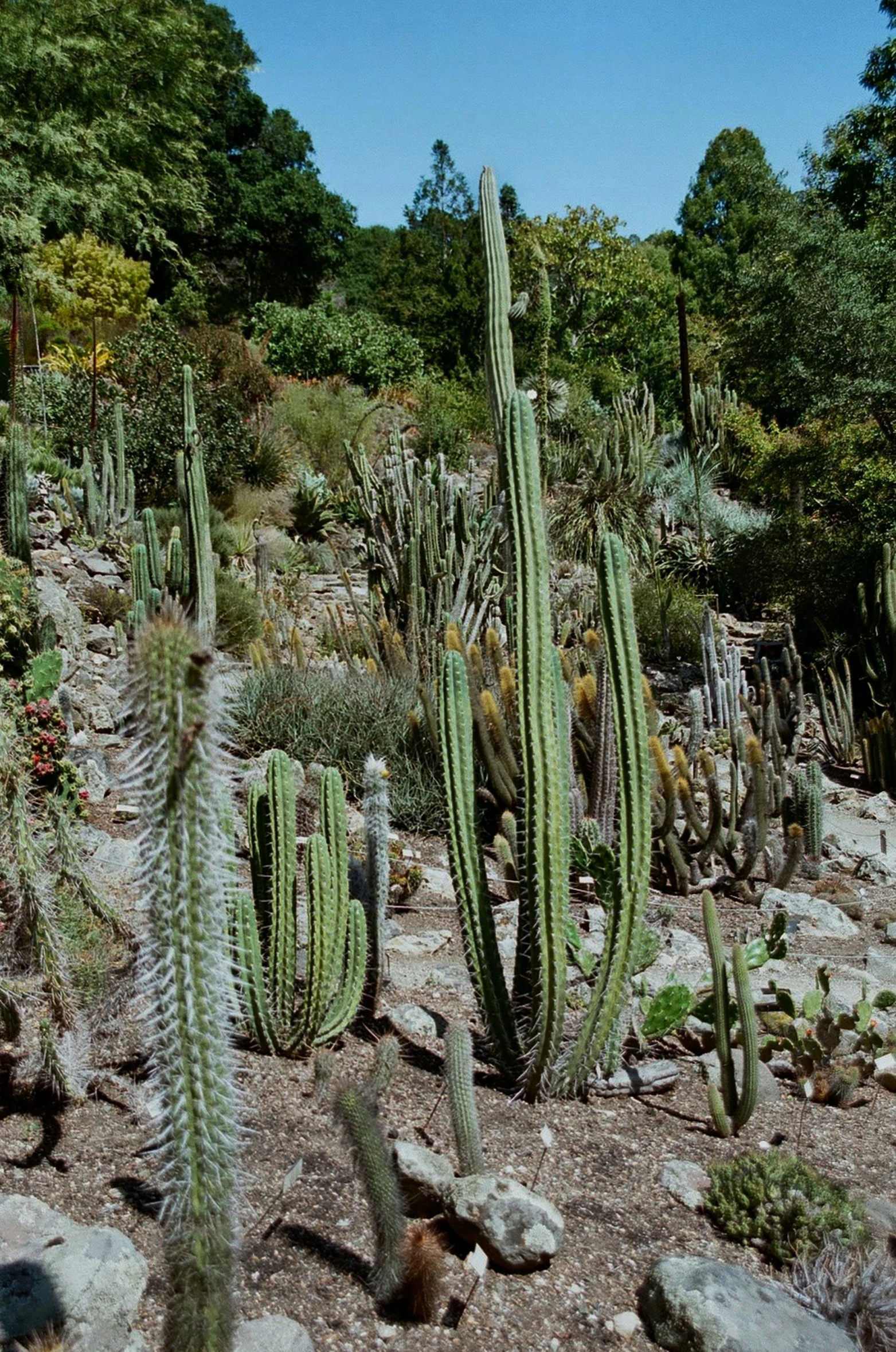 various cactus plants growing on the ground