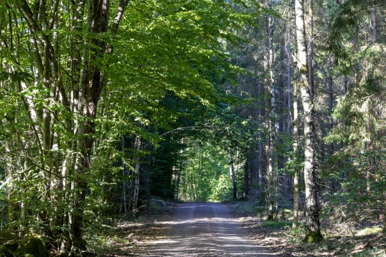 the sun is shining through the trees on the dirt road