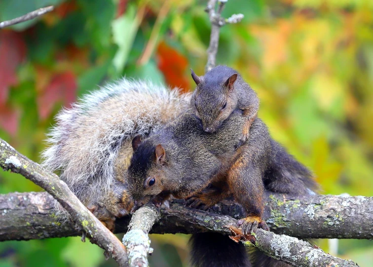 a squirrel sits on top of a nch