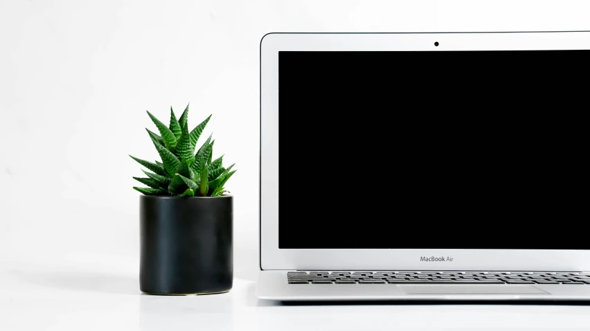 a potted plant next to a laptop computer screen