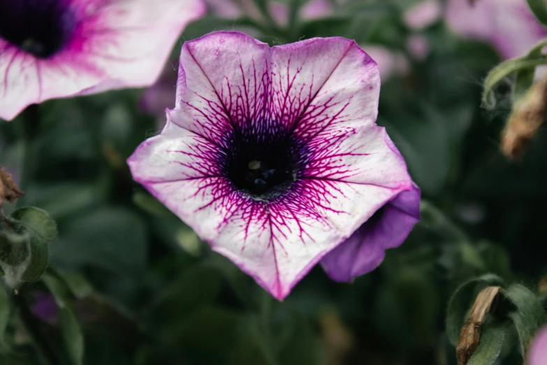 a flower that is on the side of a plant