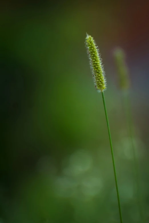 a grass stalk is next to another plant in the background