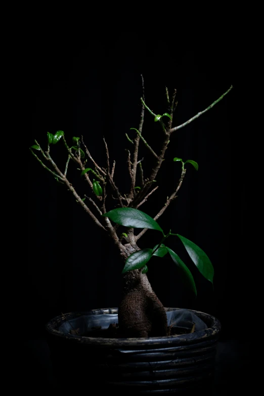 the plant is a perfect addition to the dark room