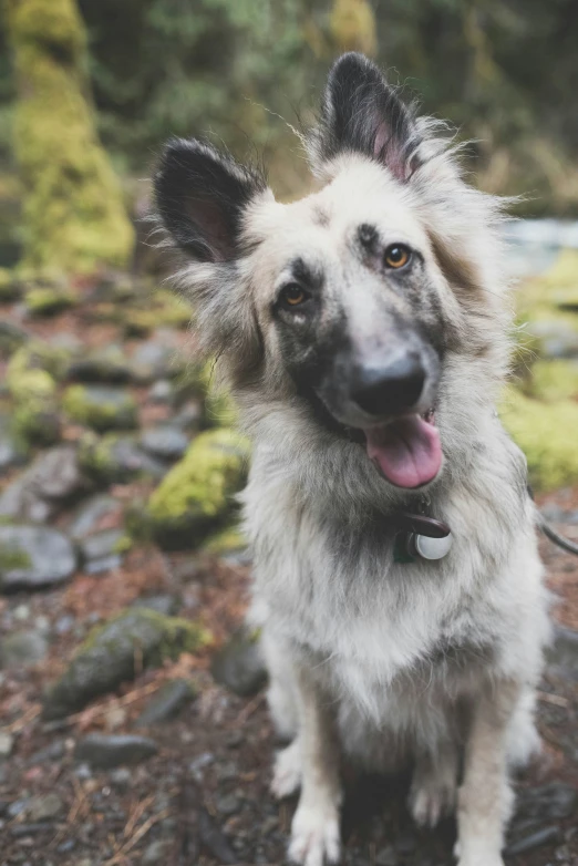 an up close image of a dog with his tongue hanging out