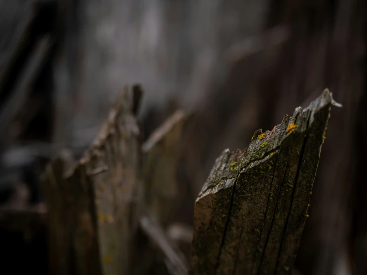 an old wood structure with yellow moss growing on the top