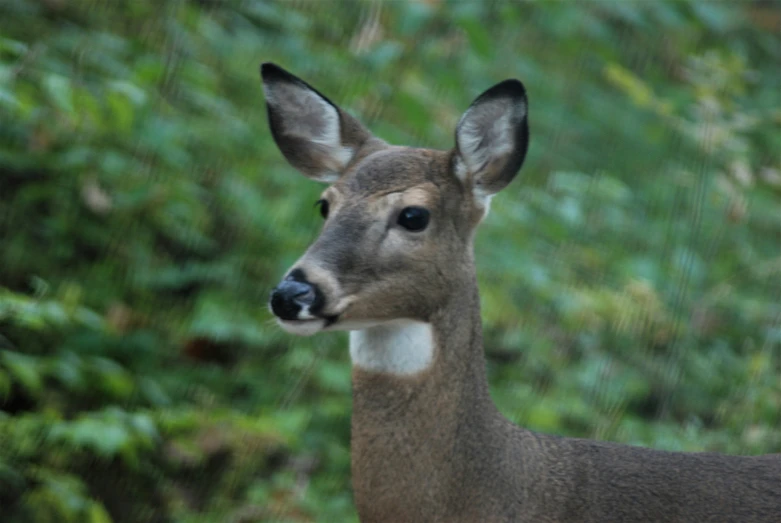 a deer looks straight ahead in front of trees