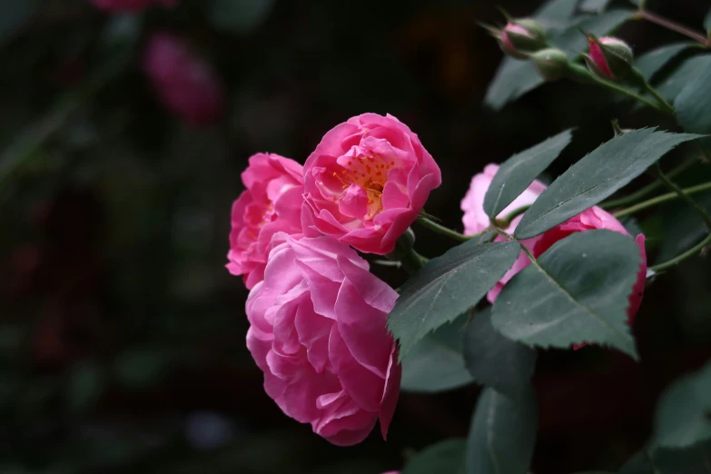 two pink flowers hanging off a nch with lots of green leaves