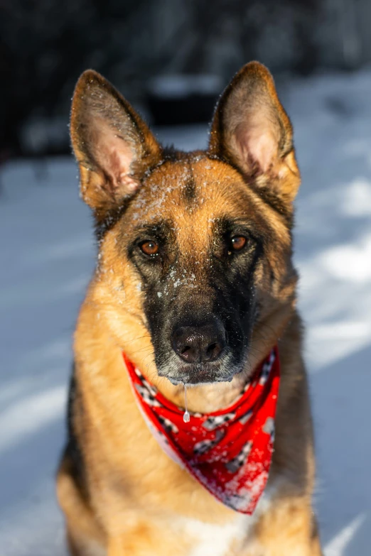 a brown german shepherd is on snow covered ground