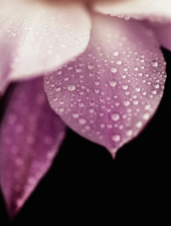 close up of purple flower with water drops on the petals