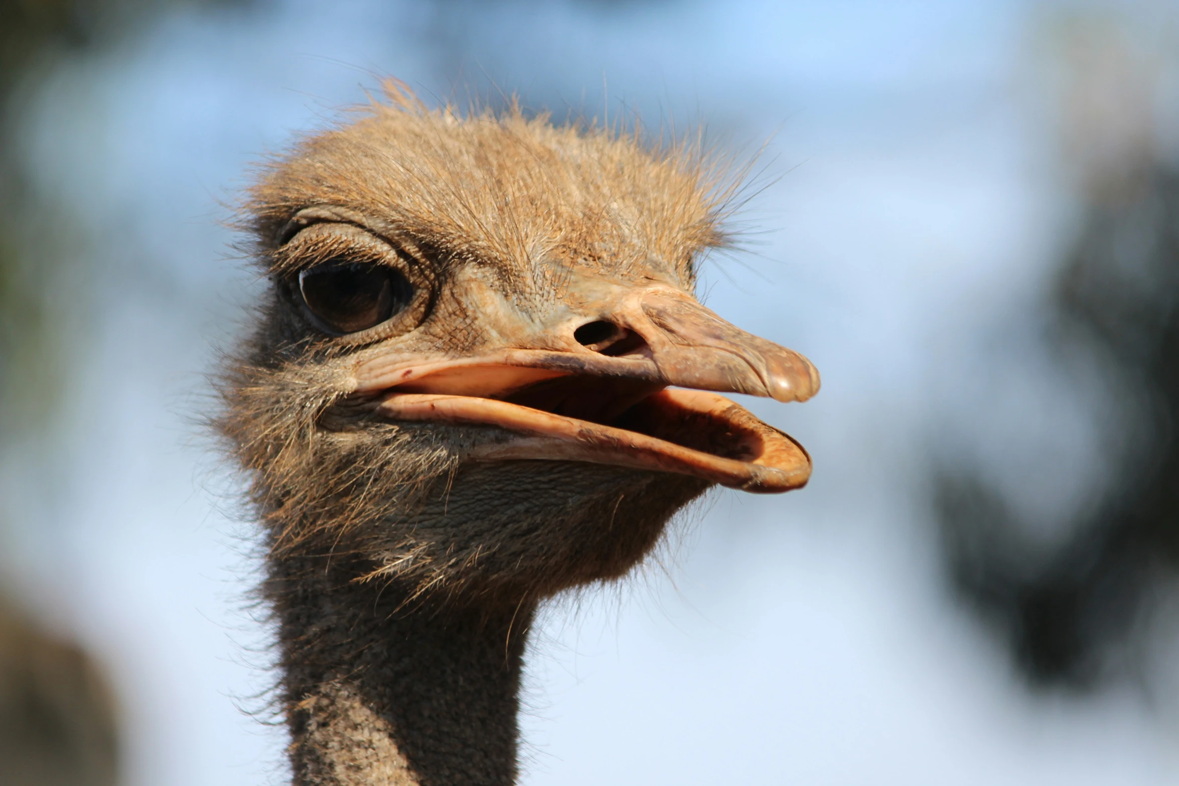 an ostrich with its mouth wide open