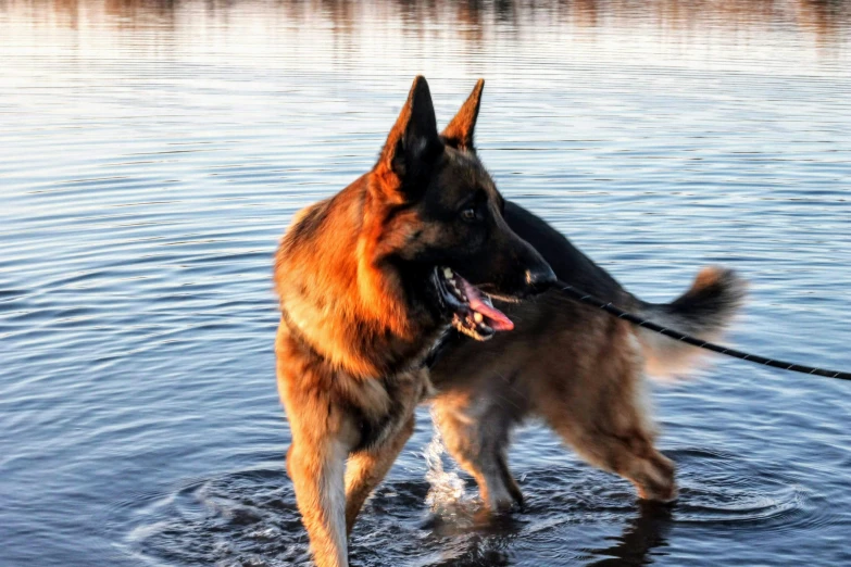 a dog stands on top of the water