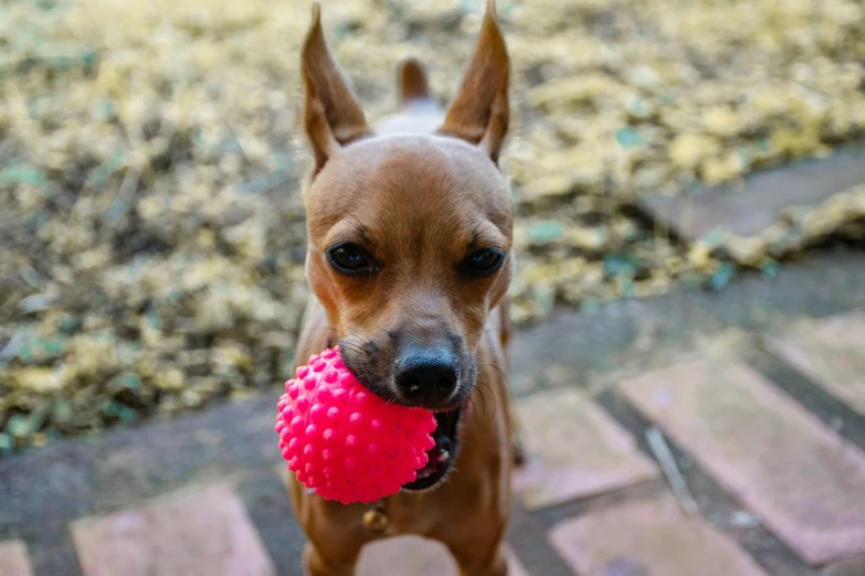 a dog is holding a pink toy in it's mouth