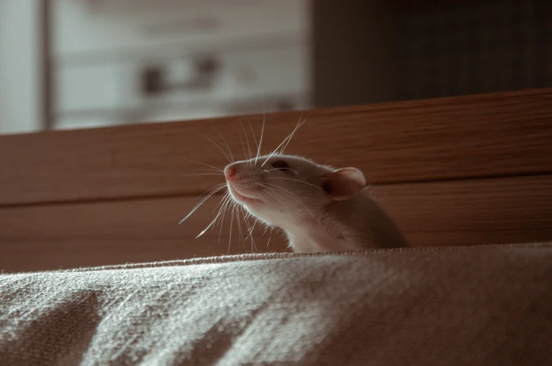 a rat on a blanket looking up