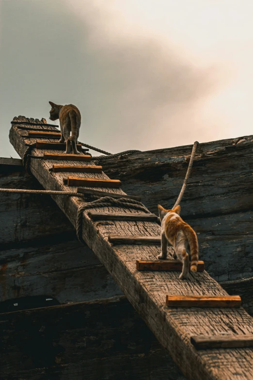 a pair of cats playing on an old building