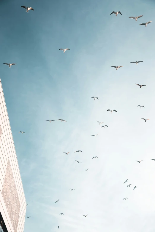 birds fly high above the skyscrs in this picture