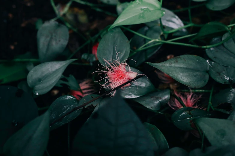 pink flower and green leaves on a dark surface