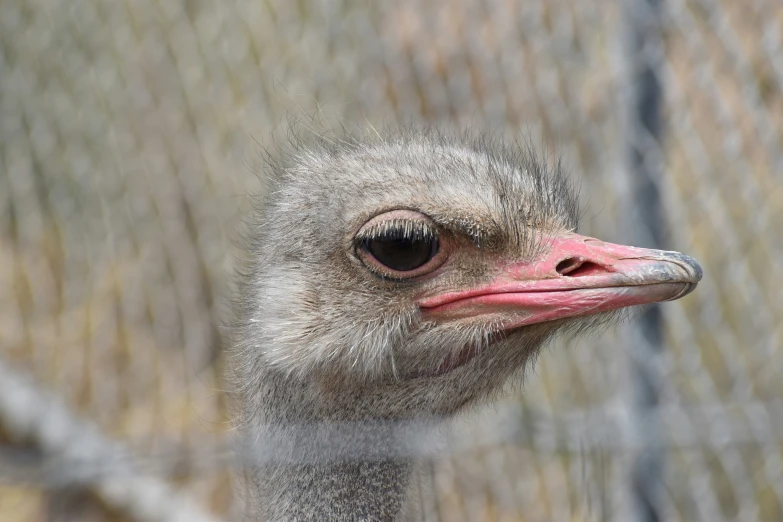 an emu looking at the camera through a fence