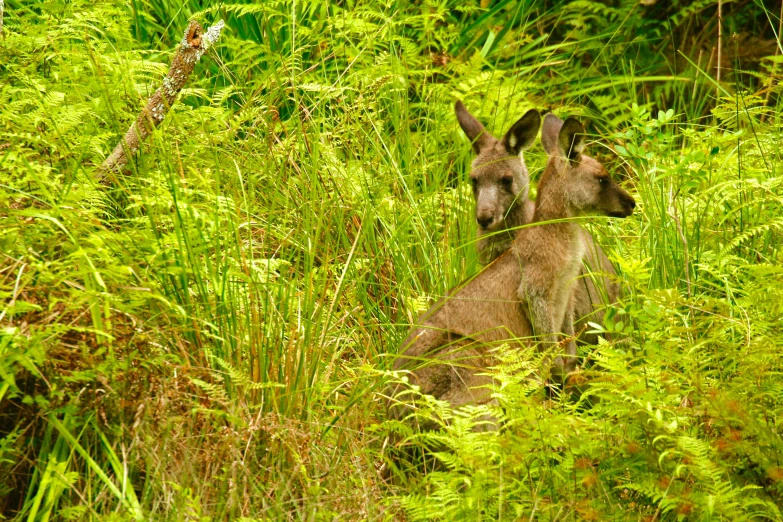 a kangaroo stands in the tall green grass
