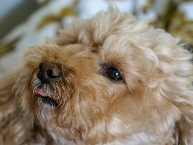 a cute puppy sits close up for the camera