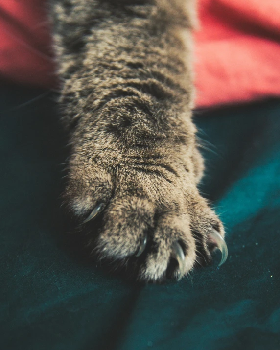 the paw of a cat is shown from the top down