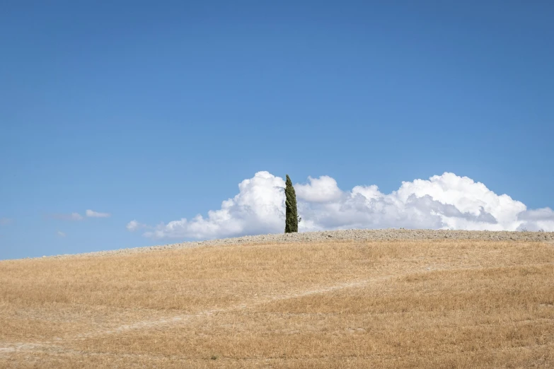 a lone tree stands on a hill with white clouds