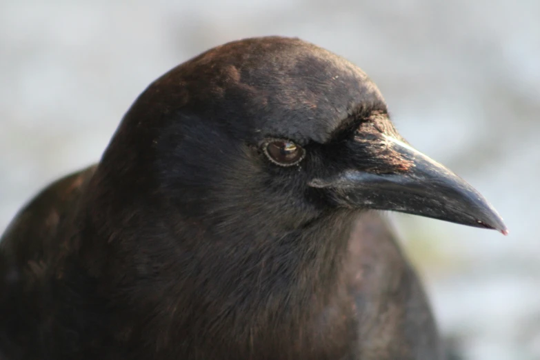 the head of a black bird with orange eyes and an orange beak