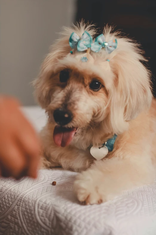 small poodle laying down on the bed and looking at someone