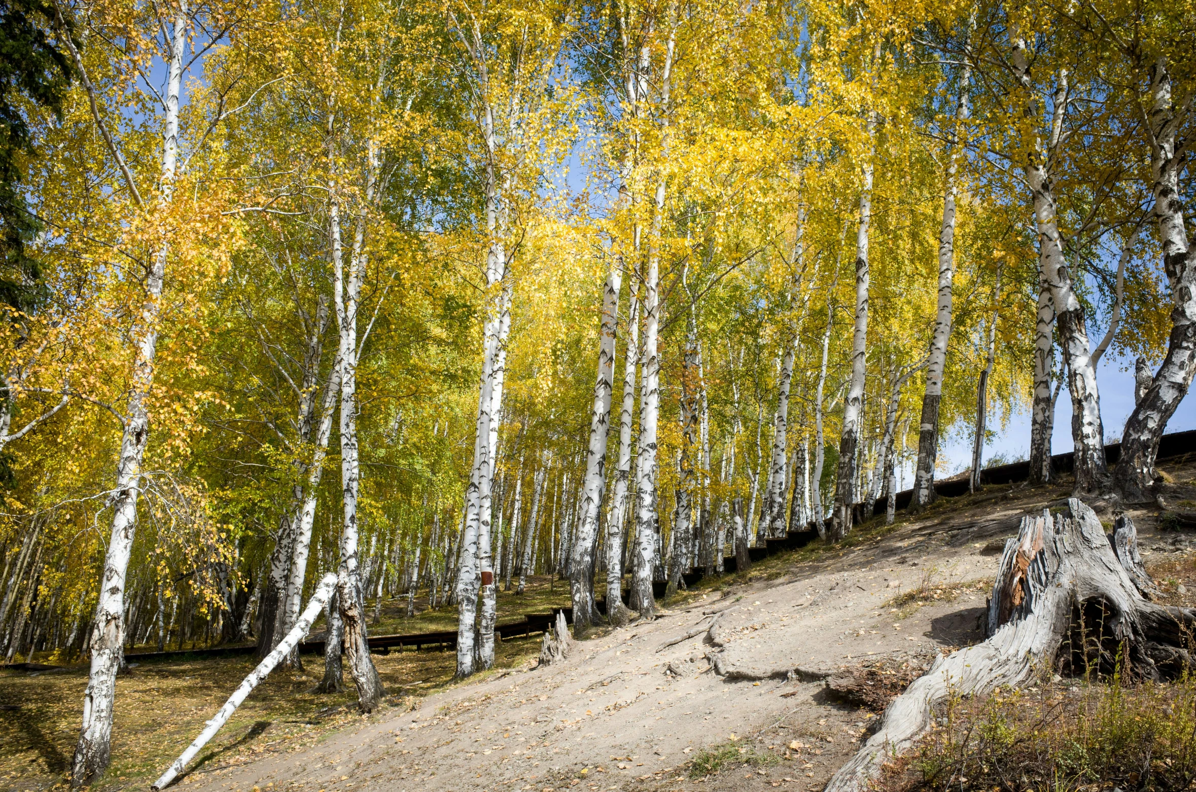 a number of trees on a hill side near trees with yellow leaves