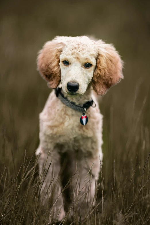 a white poodle standing in a field of brown grass