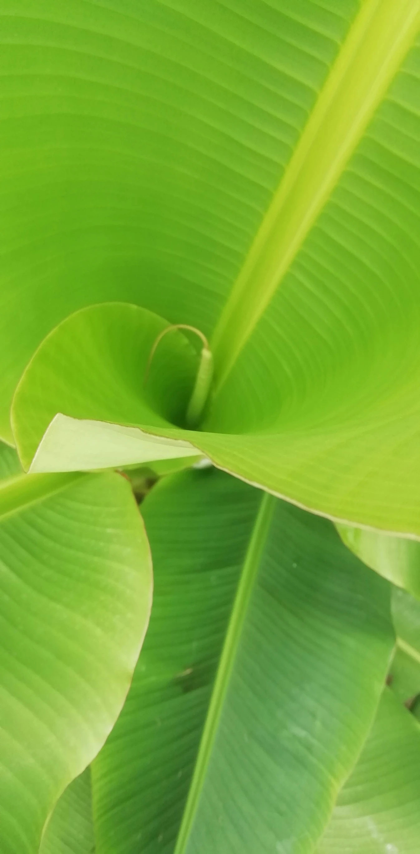 a bunch of leaves that are close to the ground