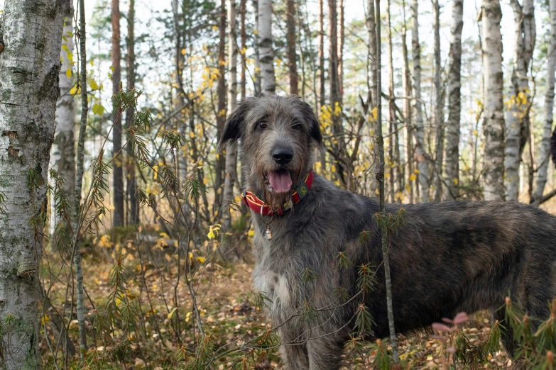 a large brown and grey dog standing in the woods