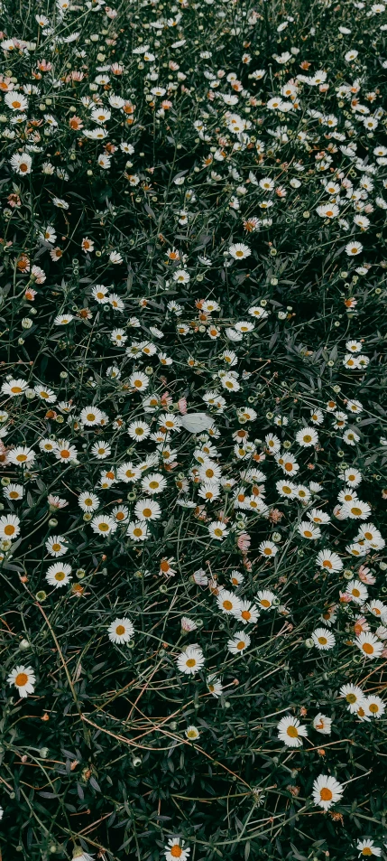 many flowers are blooming in an open field