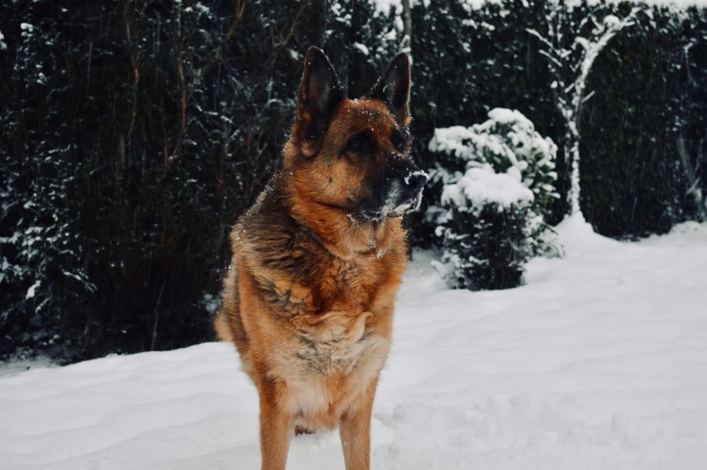 a dog is standing outside in the snow