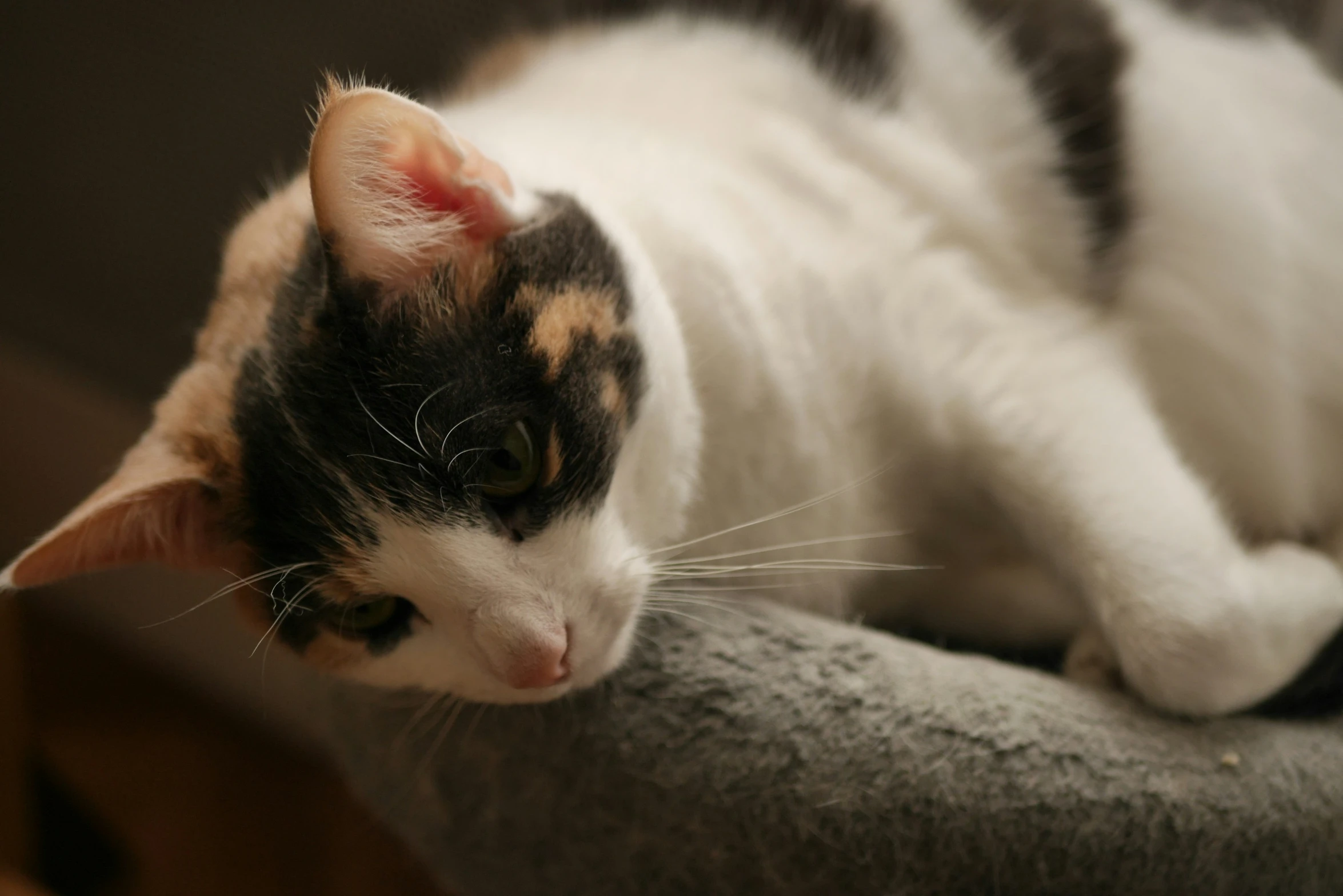 a cat laying down and looking at the camera