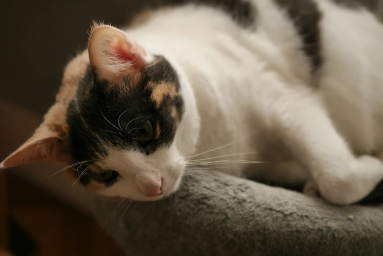 a cat laying down and looking at the camera