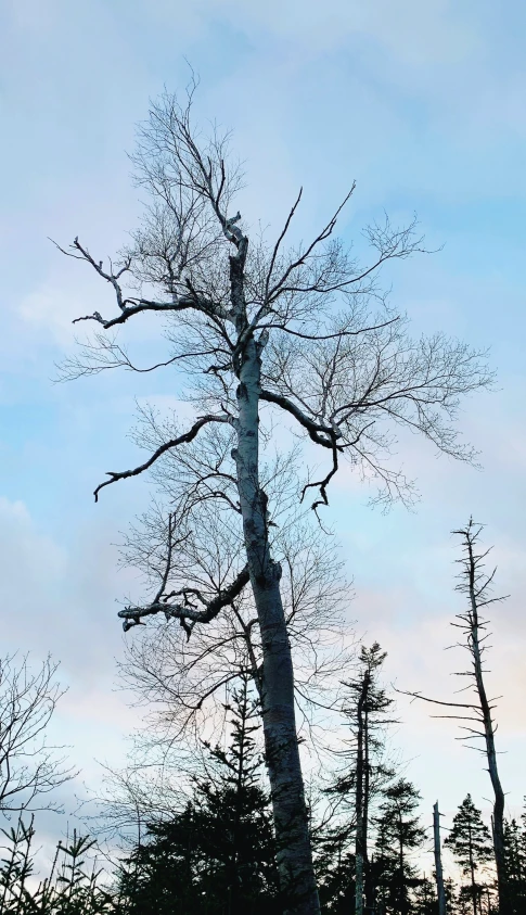 the barren trees stand in silhouette against a pale blue sky