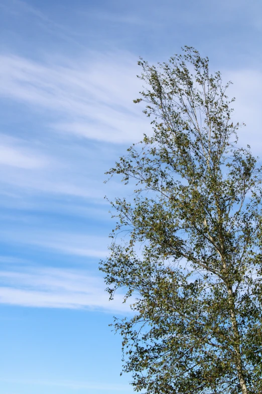 a lone tree is seen standing in the open field