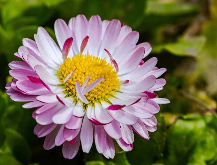 the purple and white flower is blooming in the field