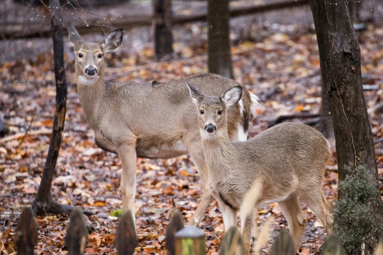 two deer stand in a wooded area during the fall