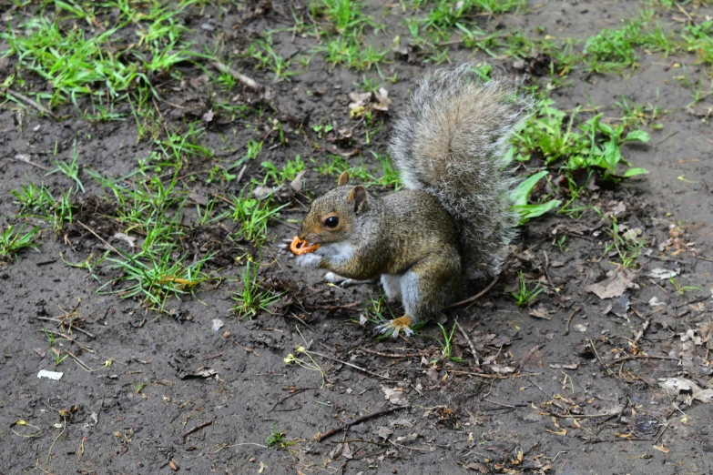 a squirrel standing on the ground eating soing